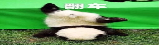 图片8